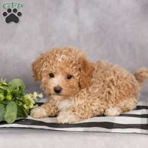 Hunter, Bich-Poo Puppy